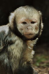 Wall Mural - Golden-bellied capuchin (Sapajus xanthosternos)