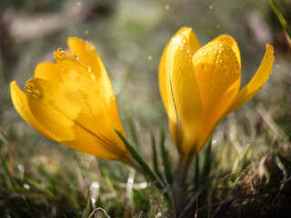 Macrophoto of yellow spring crocuses in the early morning with drops of dew outdoor.