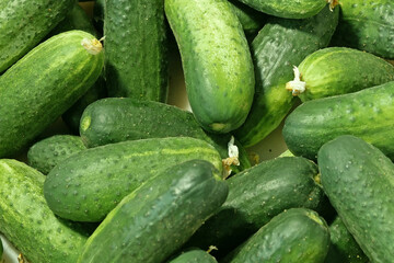 Wall Mural - many resh organic cucumbers background