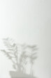 © pundapanda - Shadow on the white wall from the houseplant Zamioculcas