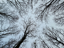 Trees Looking Up In The Sky Winter