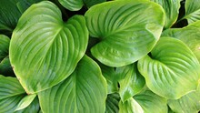 Tropical Deciduous Background Of Textured Leaves Of Southern Plant Hosts With Depressions Of Veins And Richness Of Color, Top View Of Embossed Foliage Of Summer Hosts Full Frame