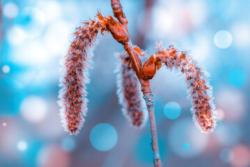 Wall Mural - a close up of male catkins on aspen in the april day. the flowers of aspen against the blue bokeh sk
