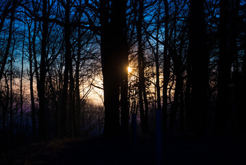 Canvas Print - Dawn in the forest, sunbeams among dark trees