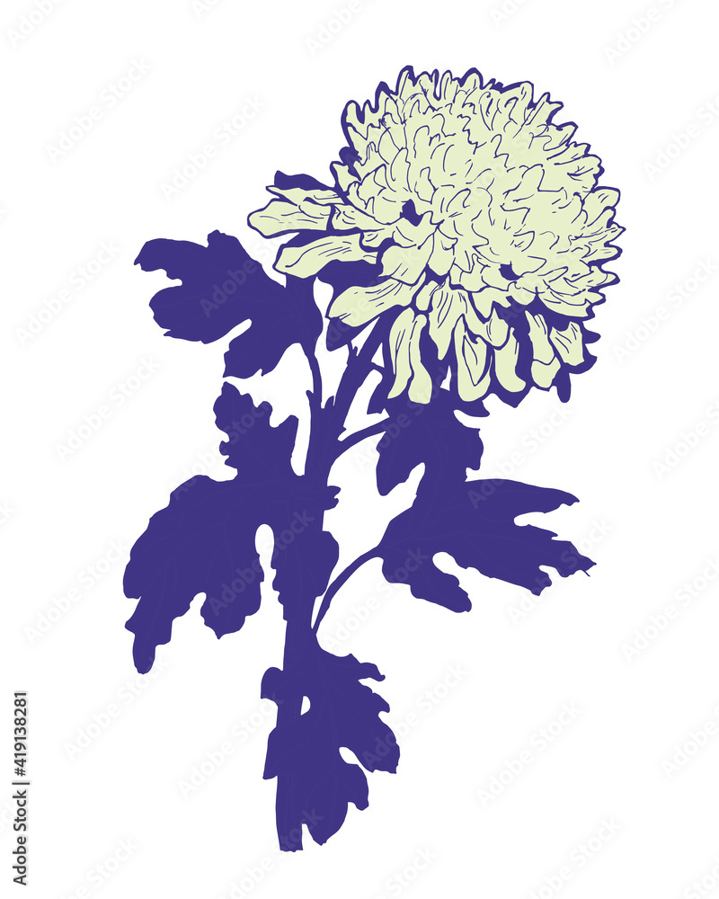 Hand drawn design element Chrysanthemum flower, stem and leaves ...