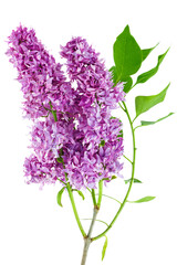  Purple lilac flowers isolated on white background
