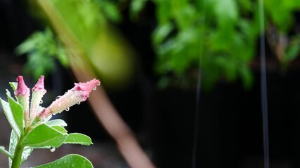 Wall Mural - The Rain Drops Perched on The Adenium Buds in The Rainy Day , Side View