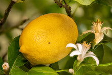 Detail Shot Of A Lemon Blossom And Fruit Hanging Next To Each Other On The Tree