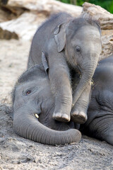 Wall Mural - Young Asian elephants (Elephas maximus) playing with each other