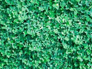 Wall Mural - green leaf plant background