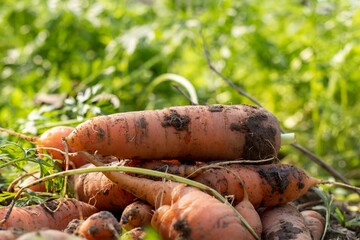 Closeup of Harvested Carrot with Leaves on Ground in an Agricultural Field in Horizontal Orientation