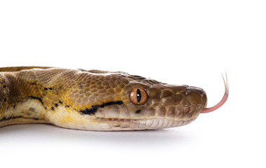 Fototapete - Head shit of beautiful Reticulated python aka Malayopython reticulatus snake in color platinum. Isolated on white background.