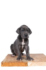 Wall Mural - A puppy of the Great Dane or German Dog, largest dog breed in the world, Harlequin fur, white with black spots, sitting isolated in white