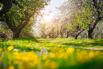 Poster - Ground level view of a lush dandelion in an apple orchard in sunny weather.