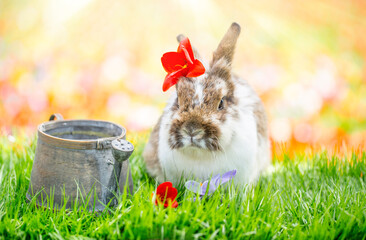 Wall Mural - Easter bunny on the colorful meadow with red tulips and spring background.