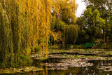 Fototapeta Sawanna - Meeting Claude Monet on his water lily pond