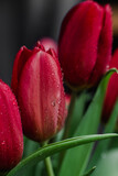 Fototapeta Tulipany - Red tulips in a vase close up