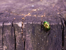 Beetle Green Rose Chafer Sits On A Stump Aka Cetonia Aurata