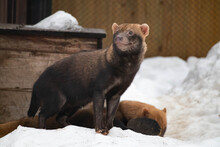 One Bush Dog In Winter Stands On A Snowdrift And Looks Into The Distance. Wild Animals.