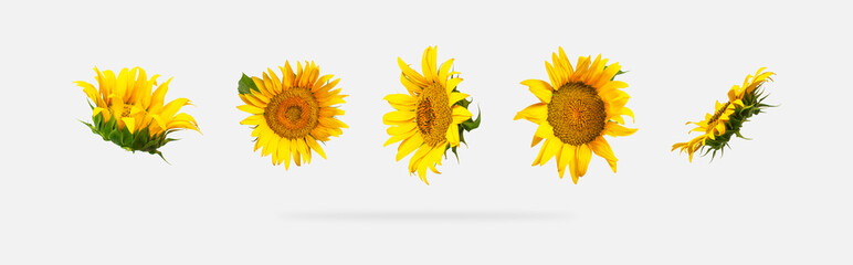 Fotomurales - Beautiful fresh yellow sunflower with green leaves isolated on gray background. Different types of sunflowers, template for design. Harvest time, agriculture, farming. Sunflower background