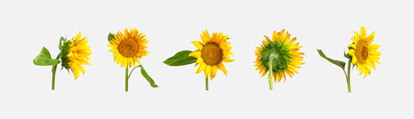 Fotomurales - Beautiful fresh yellow sunflower with green leaves isolated on gray background. Different types of sunflowers, template for design. Harvest time, agriculture, farming. Sunflower background