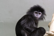 Portrait Of A Monkey On A Gray Background Close-up 