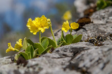 Yellow Flowers On The Rock