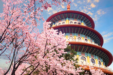 Beautiflu Sakura Garden With Nice Sky In Taipei, Taiwan