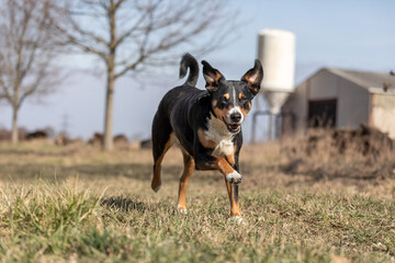 Close up image of tricolor dog running on green blurry background, appenzeller sennenhund