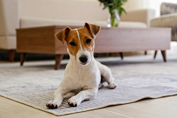 Wall Mural - Curious Jack Russell Terrier puppy looking at the camera. Adorable doggy with folded ears lying on the floor at home. Vase with flowers on coffee table. Close up, copy space, cozy interior background.