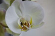 Orchideen in der natur