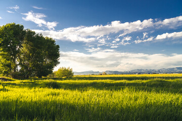 Sunlit grassy field at sunset.