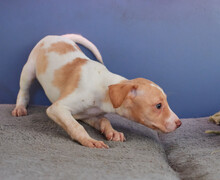 A Closeup Of A Cute Puppy Of Parson Russell Terrier