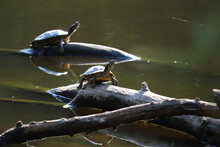 Turtles In The Pond 