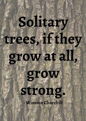 solitary trees, if they grow at all, grow stronger quote by winston churchill over tree bark