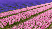 A Dutch Hyacinth Field With Rows Of Purple And Pink Hyacinths In Bloom.