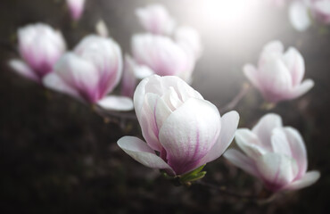 Poster - Magnolia flowers background