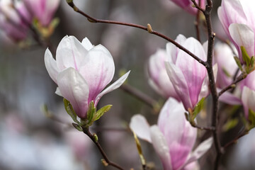 Poster - Magnolia flowers background