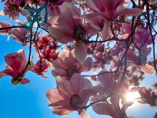 Canvas Print - Flowers of Magnolia tree against blue sky in spring season