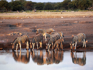 Wall Mural - A herd of Damara zebra, Equus burchelli antiquorum, at a waterhole silhouette reflected in water. Etosha, Namibia