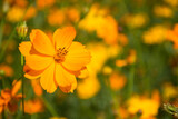 Fototapeta Kosmos - yellow flowers in the garden.