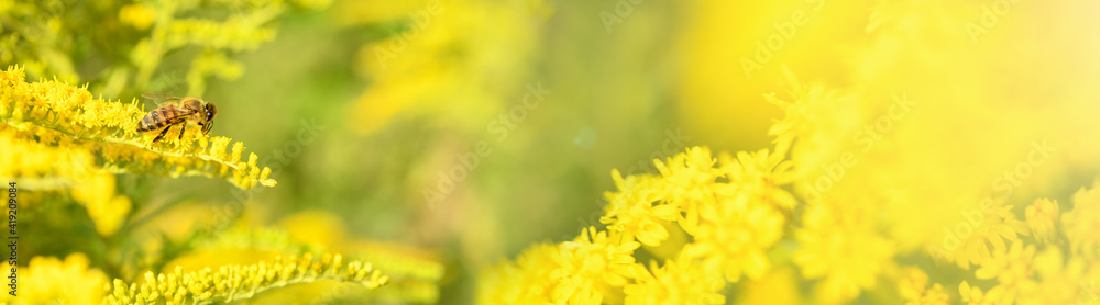 Bee and flower. Banner. Close up of a large  striped bee collecting pollen on a yellow flower Solidago (goldenrod common) on a Sunny bright day. Summer and spring backgrounds - obrazy, fototapety, plakaty 