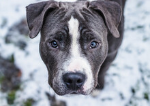 Blue And White American Staffordshire Terrier, Amstaff Puppy Dog Looking Into The Camera Bright Blue Eyed Pitbull Portrait With Snowy Background 