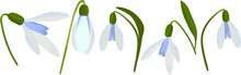 Set Of Snowdrops Vector, Snowdrops Spring