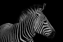 Closeup Shot Of A Zebra On A Black Background