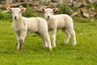 Close up of two cute twin lambs in Springtime. Facing forward in green meadow with drystone walling in the background. Yorkshire Dales. No people. Horizontal. Space for copy.