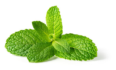 Wall Mural - Mint leaf isolated. Fresh mint on white background. Mint leaf. Full depth of field.