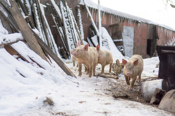 Wall Mural - Domestic pig, farm animal posing in winter scene. 