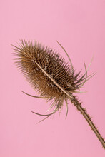 A Decorative Dried Thistle Blossom In Front Of Pink Background.