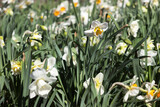 Fototapeta Tulipany - Different types of daffodils bloom on a flower bed on a bright sunny spring day. Simple, unusual and terry daffodils